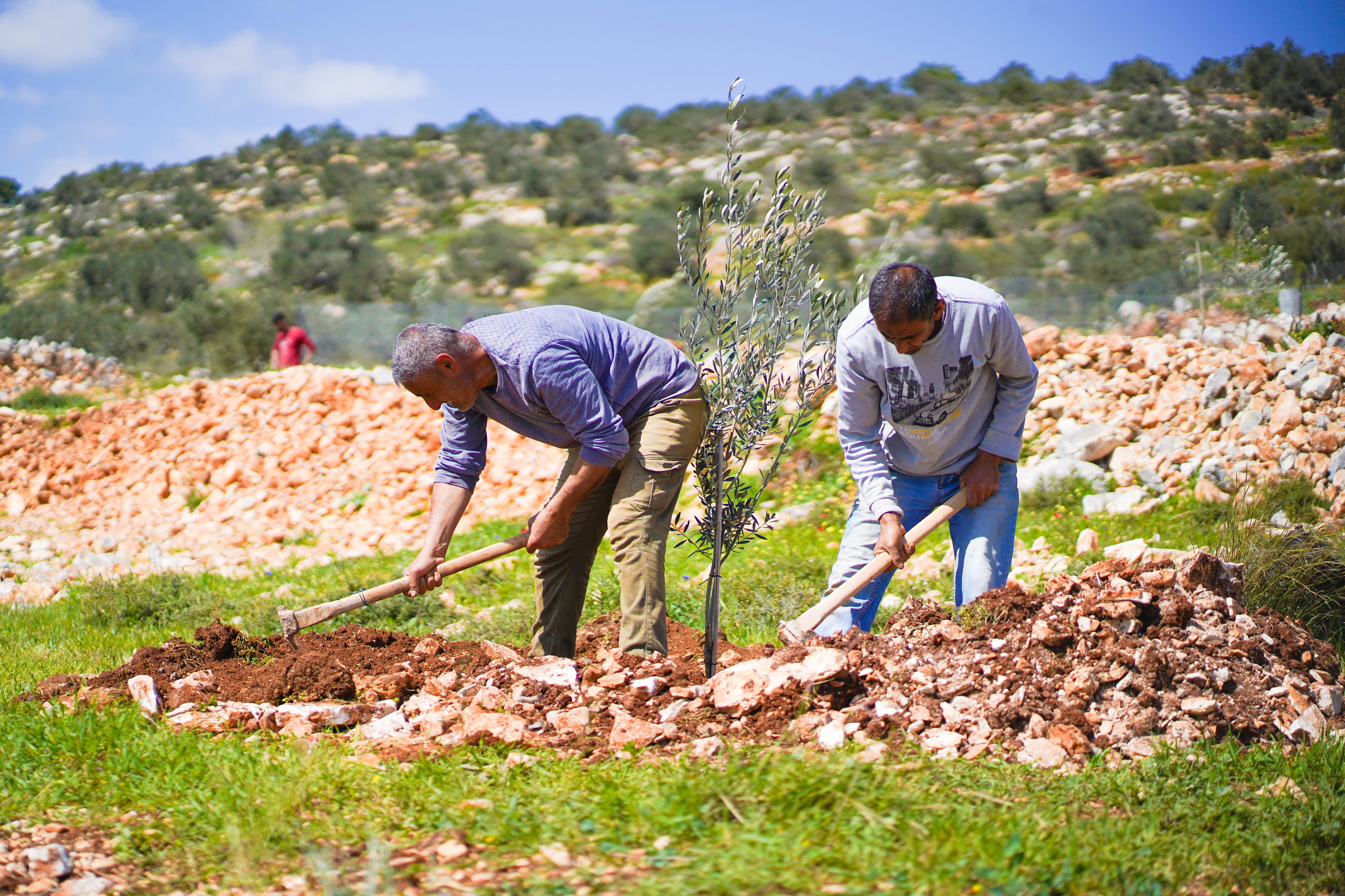 Trees for Palestine