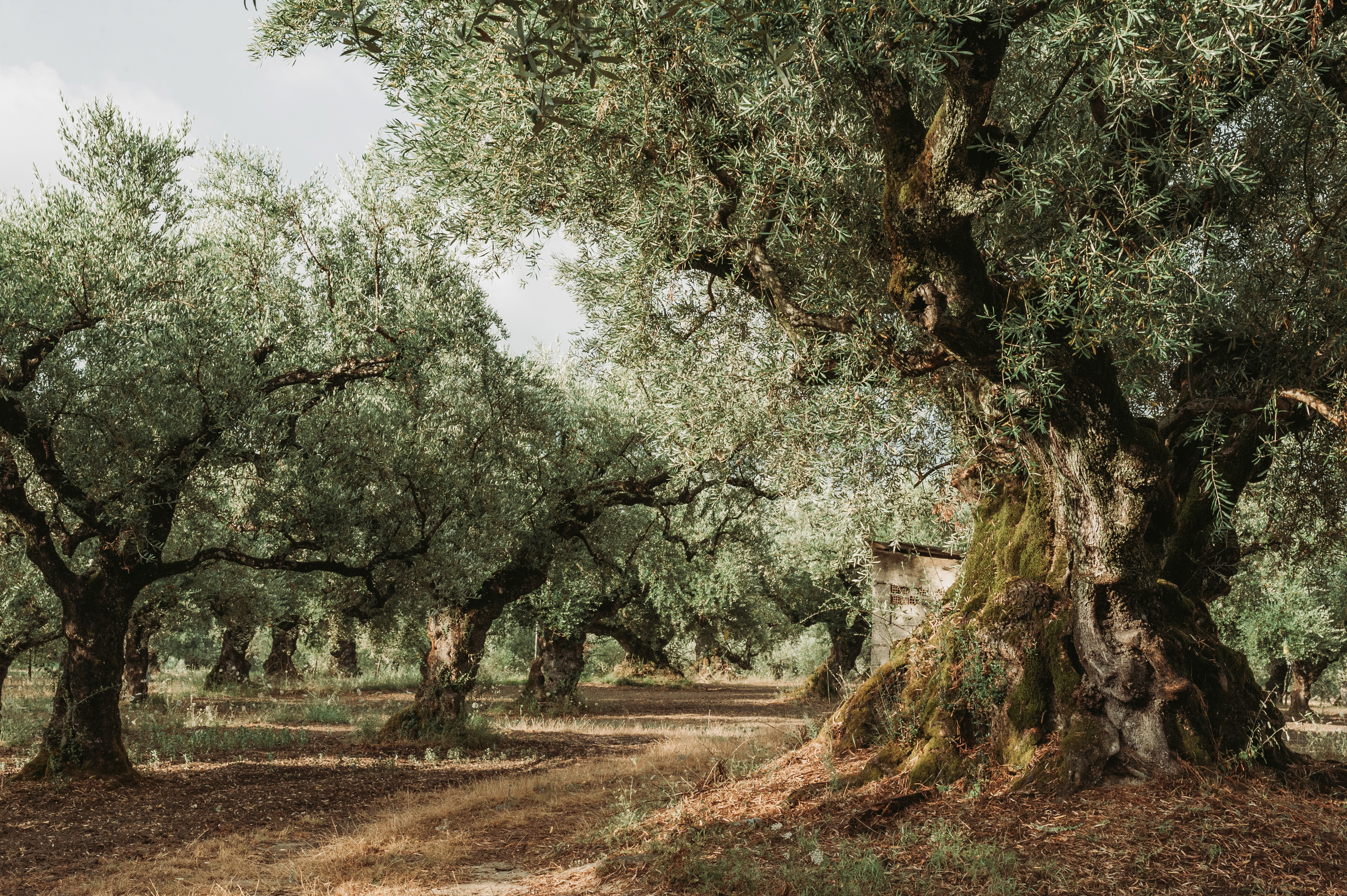 Extra Virgin Authentic Palestinian Olive Oil